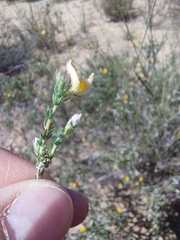 Aspalathus proboscidea