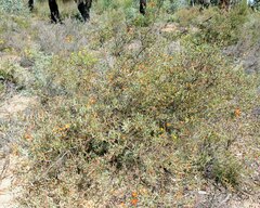 Gastrolobium calycinum