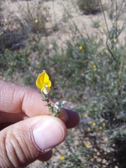 Aspalathus proboscidea