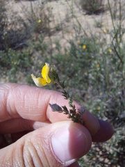 Aspalathus proboscidea