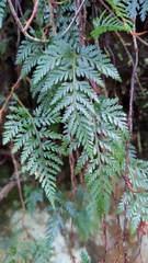 Davallia chrysanthemifolia