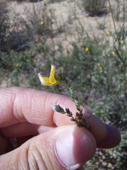 Aspalathus proboscidea