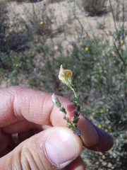 Aspalathus proboscidea