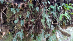 Davallia chrysanthemifolia