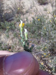 Aspalathus proboscidea