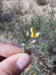 Aspalathus proboscidea