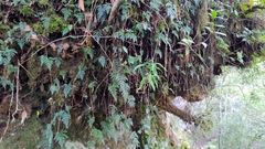 Davallia chrysanthemifolia