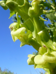 Pterygodium volucris