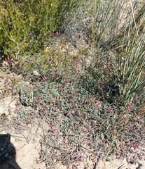 Indigofera humifusoides