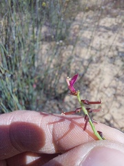 Indigofera humifusoides