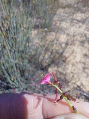 Indigofera humifusoides