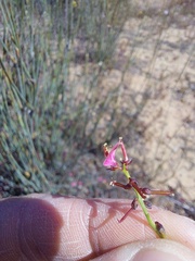 Indigofera humifusoides