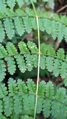 Dryopteris paleolata