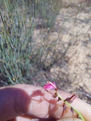 Indigofera humifusoides