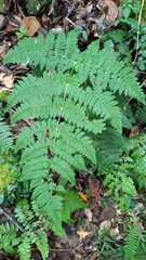 Dryopteris paleolata