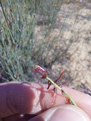 Indigofera humifusoides