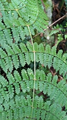 Dryopteris paleolata