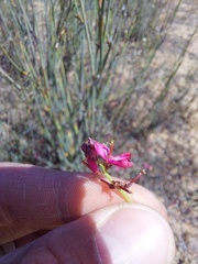 Indigofera humifusoides