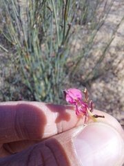 Indigofera humifusoides