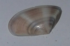 Donax semistriatus