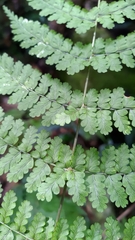 Dryopteris paleolata