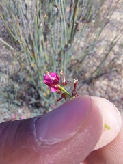 Indigofera humifusoides