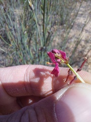 Indigofera humifusoides