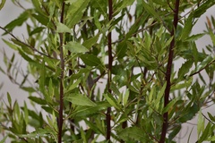 Flourensia thurifera