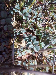 Indigofera humifusoides