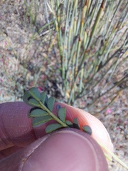 Indigofera humifusoides