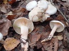 Hygrophorus
