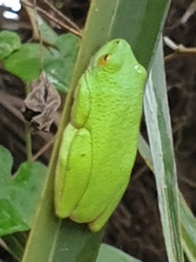 Hyperolius tuberilinguis