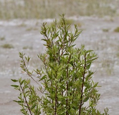 Flourensia thurifera