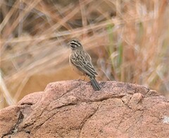 Emberiza tahapisi