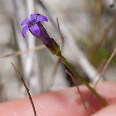 Siphocodon spartioides