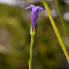 Siphocodon spartioides