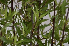 Flourensia thurifera