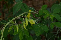 Crotalaria agatiflora