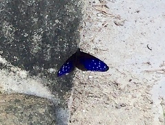 Euploea mulciber mulciber