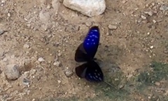 Euploea mulciber mulciber