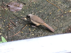 Pterorhinus perspicillatus