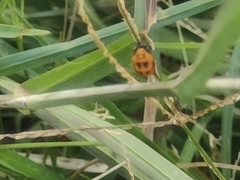 Coccinella transversalis