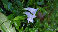 Strobilanthes flexicaulis