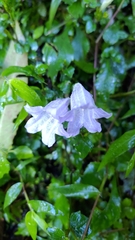 Strobilanthes flexicaulis