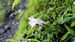 Strobilanthes flexicaulis