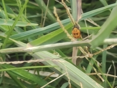 Coccinella transversalis