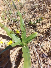 Drimia elata