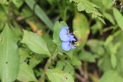 Commelina zambesica