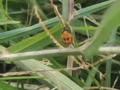 Coccinella transversalis