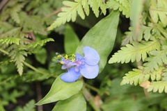 Commelina zambesica